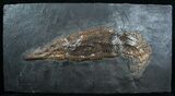 Museum Grade - Garfish From Messel Shales #4060-1